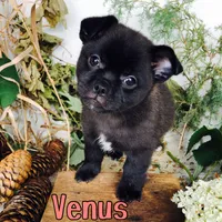 Venus , a female Pomeranian and Pug for sale in Byron, MI – 1 of 3