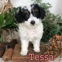 Tessa, a female Poodle - Toy  for sale in Byron, MI – 3 of 3