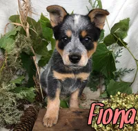 Fiona, a female Australian Cattle Dog for sale in Byron, MI – 3 of 3