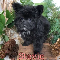 Stevie, a female Pomapoo for sale in Byron, MI – 3 of 3