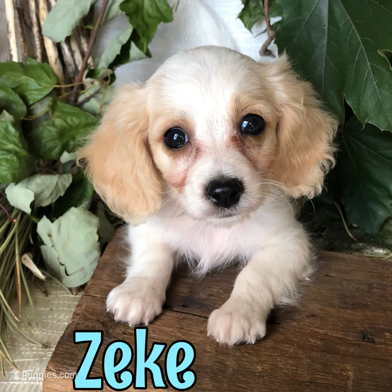 Zeke – Cavapoo puppy for sale in Byron, MI