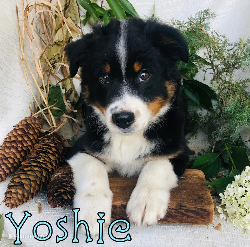 Yoshie – Miniature Australian Shepherd puppy for sale in Byron, MI