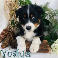 Yoshie, a male Miniature Australian Shepherd for sale in Byron, MI – 1 of 3