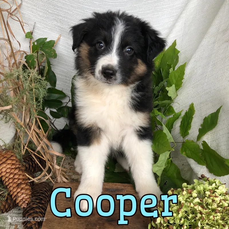 Cooper – English Shepherd, Australian Shepherd puppy for sale in Byron, MI