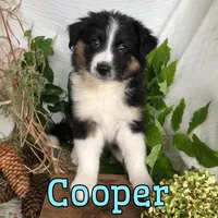 Cooper, a male English Shepherd and Australian Shepherd for sale in Byron, MI – 1 of 3