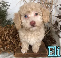 Eli, a male Poodle - Toy  for sale in Byron, MI – Photo 3 of 3