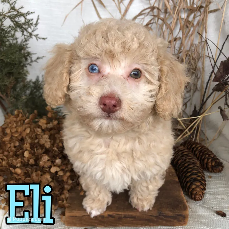 Eli – Poodle - Toy  puppy for sale in Byron, MI