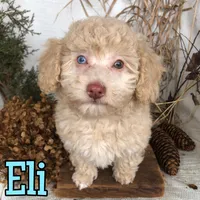 Eli, a male Poodle - Toy  for sale in Byron, MI – Photo 1 of 3
