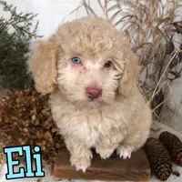 Eli, a male Poodle - Toy  for sale in Byron, MI – Photo 2 of 3
