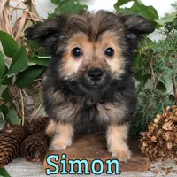 Simon, a male Pomapoo for sale in Byron, MI – 2 of 3