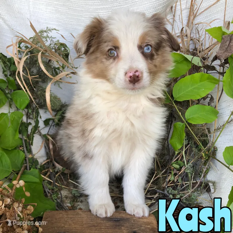Kash – Miniature Australian Shepherd puppy for sale in Byron, MI