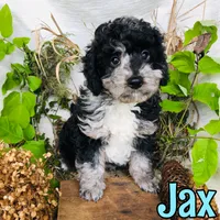 Jax, a male Poodle - Toy  for sale in Byron, MI – 3 of 3