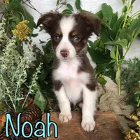 Noah, a male Miniature Australian Shepherd for sale in Byron, MI – 3 of 3