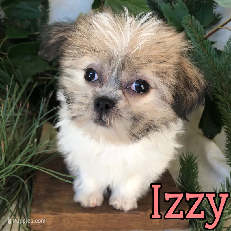 Izzy – Shihpoo, Mal Shi puppy for sale in Byron, MI