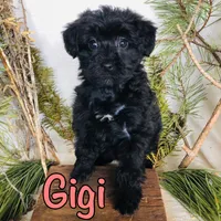 Gigi , a female Yorkshire Terrier and Bichpoo for sale in Byron, MI – Photo 3 of 3