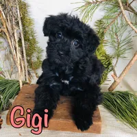 Gigi , a female Yorkshire Terrier and Bichpoo for sale in Byron, MI – Photo 2 of 3