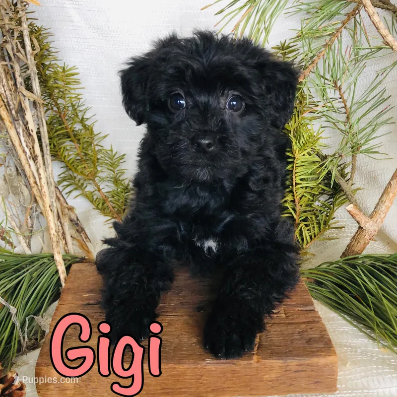 Gigi  – Yorkshire Terrier, Bichpoo puppy for sale in Byron, MI