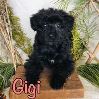 Gigi , a female Yorkshire Terrier and Bichpoo for sale in Byron, MI – Photo 1 of 3