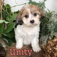 Unity , a female Shih Tzu and Bichpoo for sale in Byron, MI – 1 of 3
