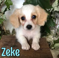 Zeke, a female Cavapoo for sale in Byron, MI – 3 of 3