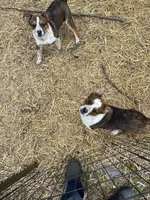 Pete, a male American Bulldog and Australian Cattle Dog for sale in Byron, MI – 2 of 3
