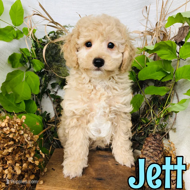 Jett – Poodle - Toy  puppy for sale in Byron, MI