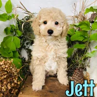 Jett, a male Poodle - Toy  for sale in Byron, MI – 1 of 3