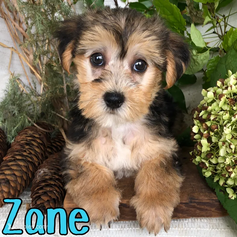 Zane – Yorkshire Terrier, Bichpoo puppy for sale in Byron, MI