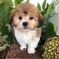 Dallas, a female Shih Tzu and Bichpoo for sale in Byron, MI – 2 of 3
