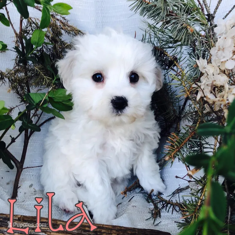 Lila, a female Poodle - Toy  for sale in Byron, MI – Photo 1 of 3