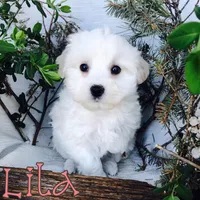 Lila, a female Poodle - Toy  for sale in Byron, MI – Photo 2 of 3