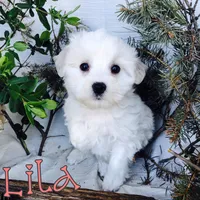 Lila, a female Poodle - Toy  for sale in Byron, MI – Photo 3 of 3