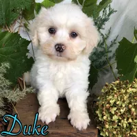 Duke, a male Shih Tzu and Bichpoo for sale in Byron, MI – 1 of 3