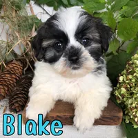 Blake, a male Shihpoo for sale in Byron, MI – 3 of 3