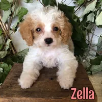 Zella, a female Cavapoo for sale in Byron, MI – 3 of 3