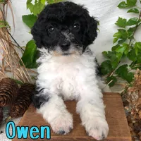 owen, a male Bichpoo for sale in Byron, MI – 2 of 3