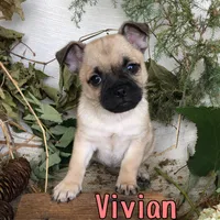 Vivian , a female Pomeranian and Pug for sale in Byron, MI – 2 of 3