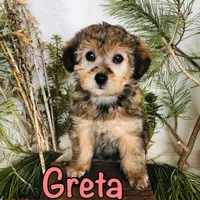 Greta, a female Yorkshire Terrier and Bichpoo for sale in Byron, MI – Photo 1 of 3