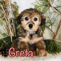 Greta, a female Yorkshire Terrier and Bichpoo for sale in Byron, MI – Photo 2 of 3