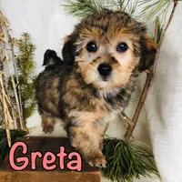 Greta, a female Yorkshire Terrier and Bichpoo for sale in Byron, MI – Photo 3 of 3