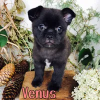 Venus , a female Pomeranian and Pug for sale in Byron, MI – 3 of 3
