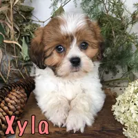 Xyla , a female Shih Tzu for sale in Byron, MI – 3 of 3