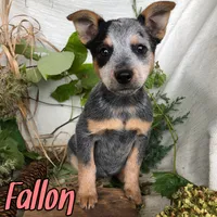 Fallon, a female Australian Cattle Dog for sale in Byron, MI – 2 of 3