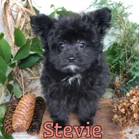 Stevie, a female Pomapoo for sale in Byron, MI – 2 of 3