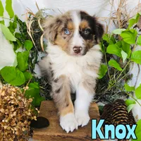 Knox, a male Miniature Australian Shepherd for sale in Byron, MI – 3 of 3