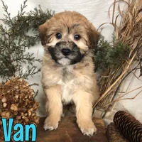 Van, a male Shihpoo for sale in Byron, MI – Photo 3 of 3