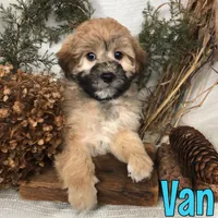 Van, a male Shihpoo for sale in Byron, MI – Photo 1 of 3