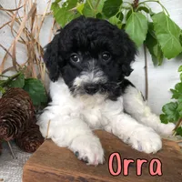 Orra, a female Bichpoo for sale in Byron, MI – 2 of 3