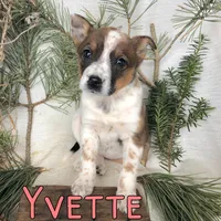 Yvette, a female Australian Cattle Dog for sale in Byron, MI – Photo 3 of 3