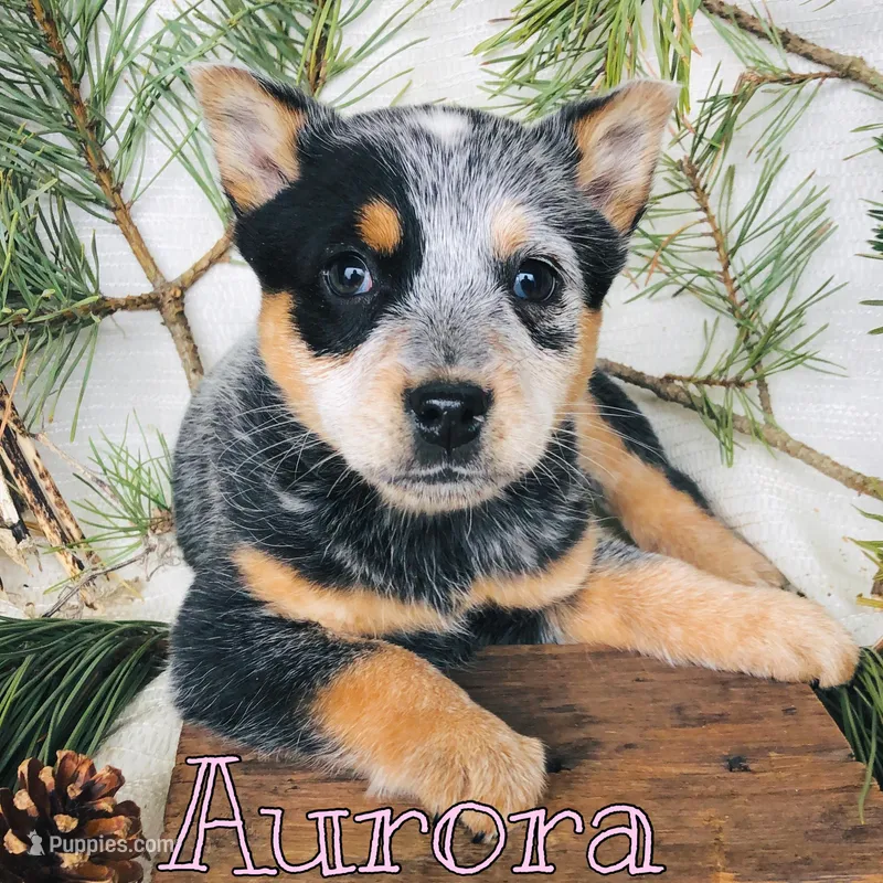 Aurora – Australian Cattle Dog puppy for sale in Byron, MI